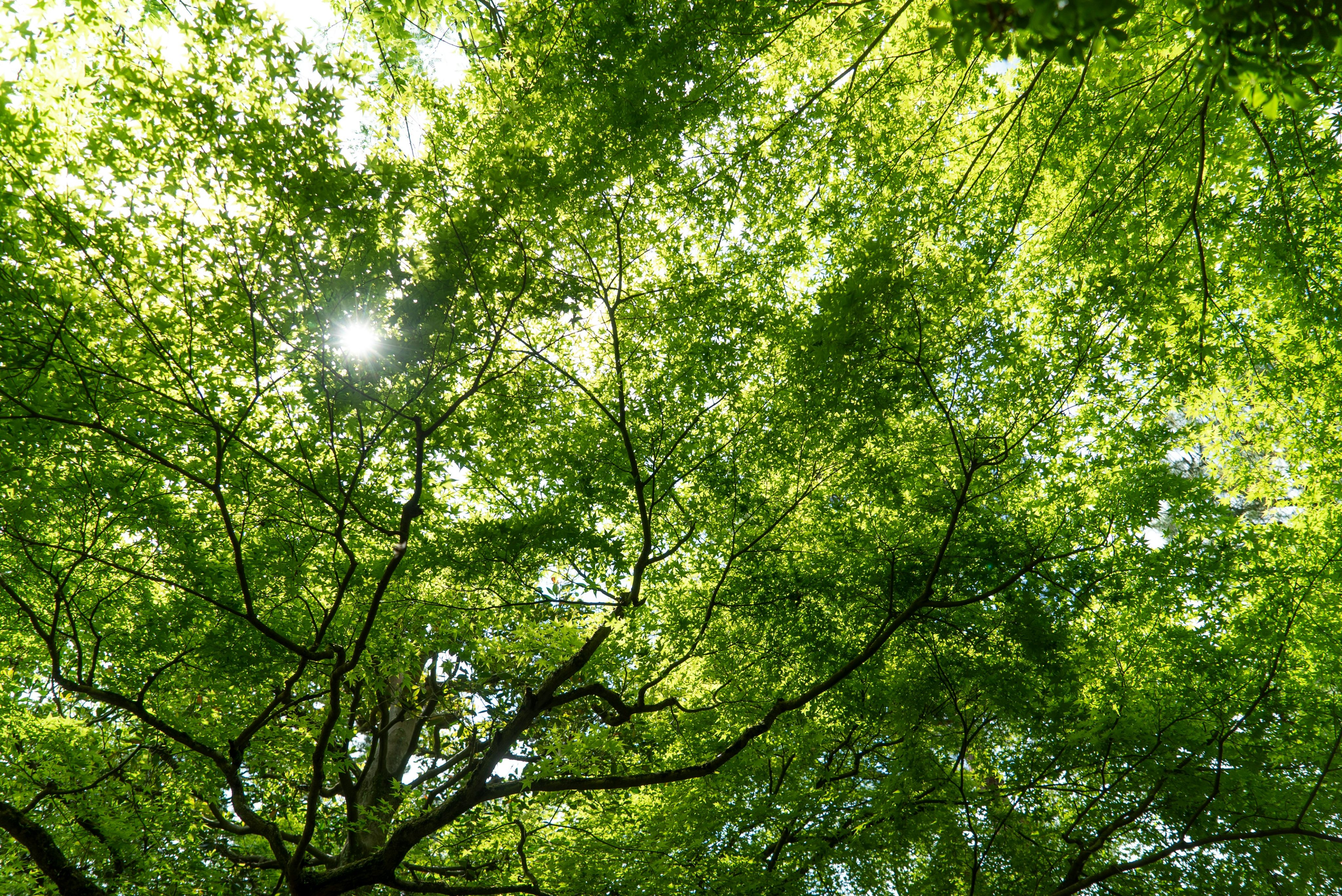 „Klimafreundlich“, „ökologisch“ & Co. … 